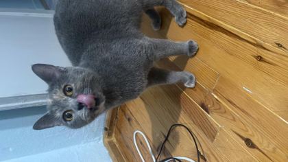 BRİTİSH SHORTHAİR KEDİSİ DİŞİ - British Shorthair - İzmir