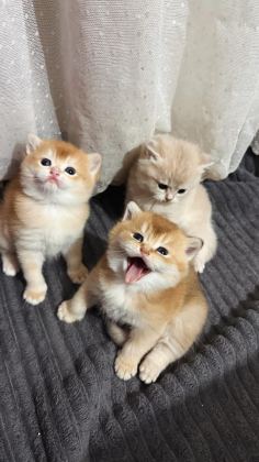 NY11 VE AY11 SAFKAN BRİTİSH SHORTHAİR GOLDEN BEBEKLER - British Shorthair - İzmir