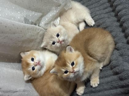 NY11 VE AY11 SAFKAN BRİTİSH SHORTHAİR GOLDEN BEBEKLER - British Shorthair - İzmir