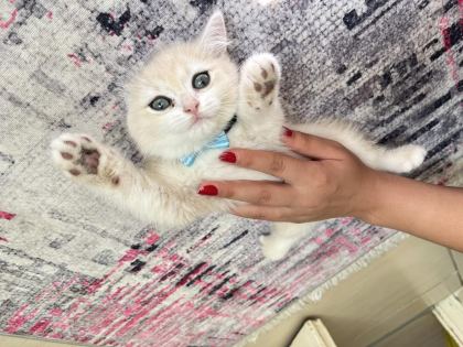 BRİTİSH SHORTHAİR DİŞİ - British Shorthair - Sakarya