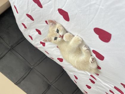 BRİTİSH SHORTHAİR DİŞİ - British Shorthair - Sakarya