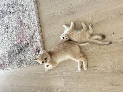 BRİTİSH SHORTHAİR DİŞİ - British Shorthair - Sakarya