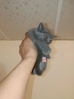 saf kan british sahiplendiriyorum - British Shorthair - Malatya