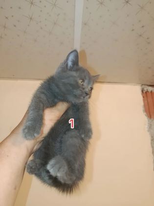 saf kan british sahiplendiriyorum - British Shorthair - Malatya