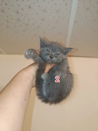 Safkan britihs 2 dişi 2 erkek mevcut - British Shorthair - Malatya
