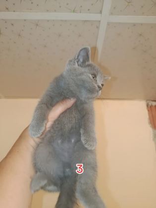 saf kan british sahiplendiriyorum - British Shorthair - Malatya