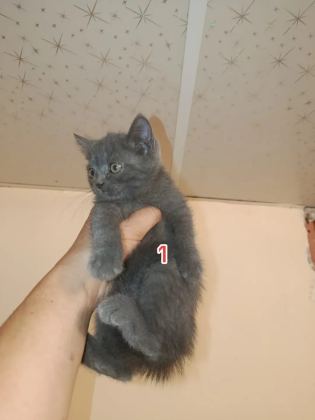 Safkan britihs 2 dişi 2 erkek mevcut - British Shorthair - Malatya