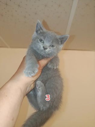 saf kan british sahiplendiriyorum - British Shorthair - Malatya