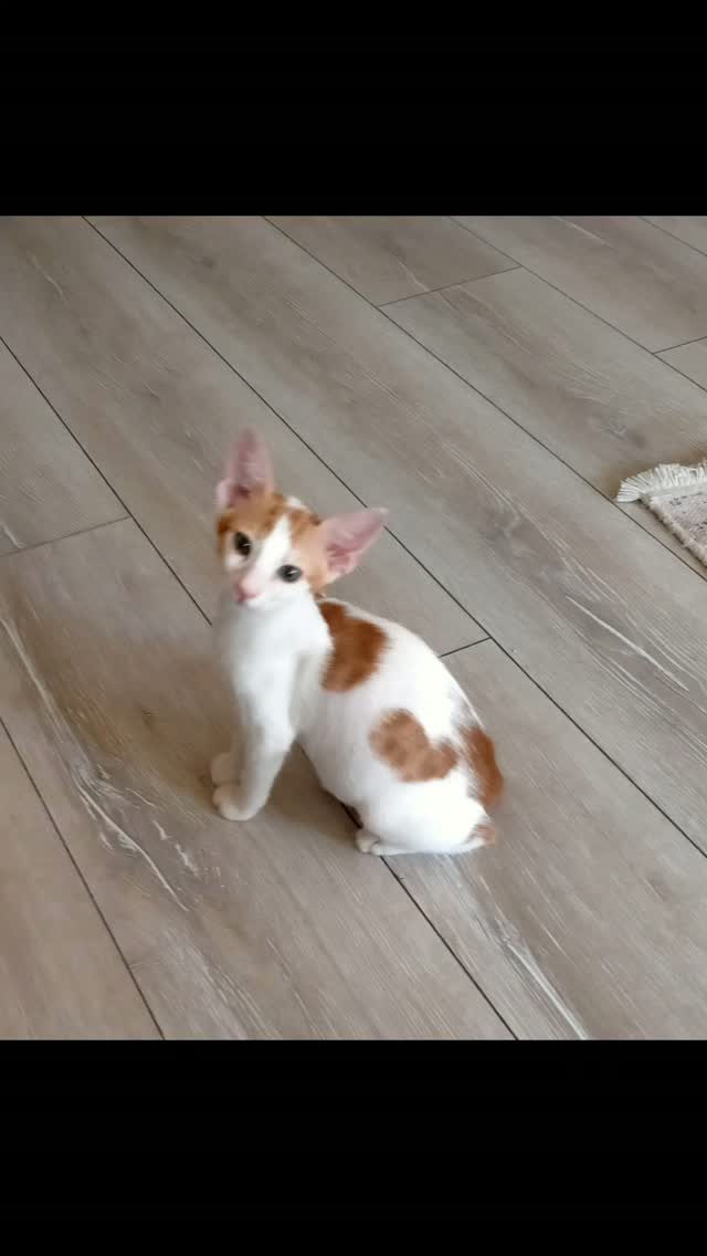 Sarman 2 Aylık Erkek - Sarman Kedi - İzmir