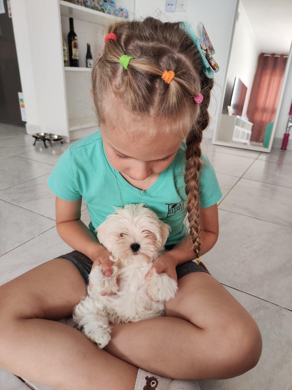 MALTESE TERRİER YAVRULARIMIZ CANLI GÖREREK ALABİLİRSİNİZ