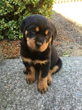 EV VE BAHÇENİZ İÇİN ROTTWEİLER KAPIDA ÖDEME MEVCUTTUR - Rottweiler - İstanbul