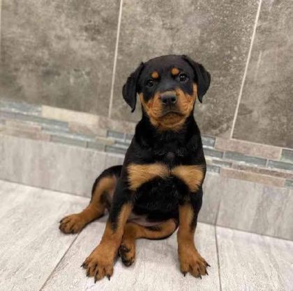EV VE BAHÇENİZ İÇİN ROTTWEİLER KAPIDA ÖDEME MEVCUTTUR - Rottweiler - İstanbul
