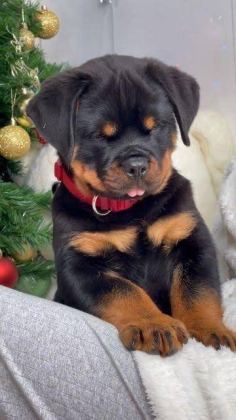PROFESYONEL ÜRETİM ÇİFLİĞİNDEN ROTTWEİLER KAPIDA ÖDEME - Rottweiler - İstanbul