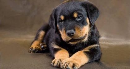 EV VE BAHÇENİZ İÇİN ROTTWEİLER KAPIDA ÖDEME MEVCUTTUR - Rottweiler - İstanbul