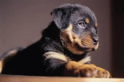 PROFESYONEL ÜRETİM ÇİFLİĞİNDEN ROTTWEİLER KAPIDA ÖDEME - Rottweiler - İstanbul