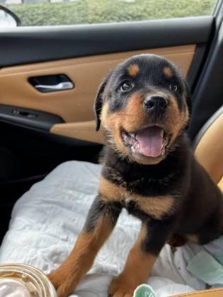 PROFESYONEL ÜRETİM ÇİFLİĞİNDEN ROTTWEİLER KAPIDA ÖDEME - Rottweiler - İstanbul