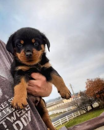 PROFESYONEL ÜRETİM ÇİFLİĞİNDEN ROTTWEİLER KAPIDA ÖDEME - Rottweiler - İstanbul