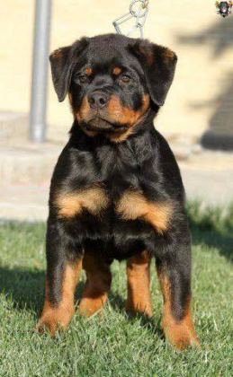 EV VE BAHÇENİZ İÇİN ROTTWEİLER KAPIDA ÖDEME MEVCUTTUR - Rottweiler - İstanbul