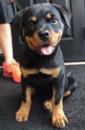 PROFESYONEL ÜRETİM ÇİFLİĞİNDEN ROTTWEİLER KAPIDA ÖDEME - Rottweiler - İstanbul