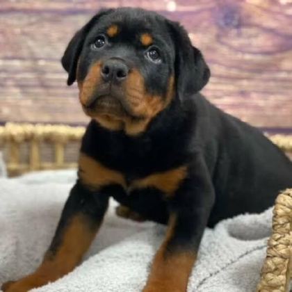 EV VE BAHÇENİZ İÇİN ROTTWEİLER KAPIDA ÖDEME MEVCUTTUR - Rottweiler - İstanbul