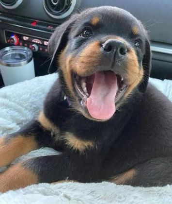 PROFESYONEL ÜRETİM ÇİFLİĞİNDEN ROTTWEİLER KAPIDA ÖDEME - Rottweiler - İstanbul