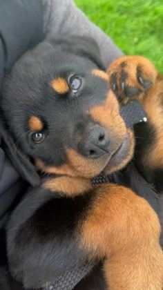 PROFESYONEL ÜRETİM ÇİFLİĞİNDEN ROTTWEİLER KAPIDA ÖDEME - Rottweiler - İstanbul
