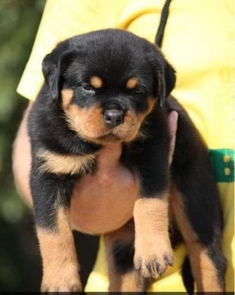 EV VE BAHÇENİZ İÇİN ROTTWEİLER KAPIDA ÖDEME MEVCUTTUR - Rottweiler - İstanbul