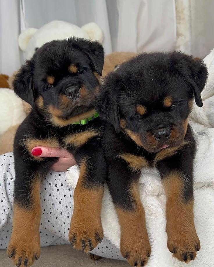 ROTTWEİLER YAVRULARIMIZ - Rottweiler - İstanbul