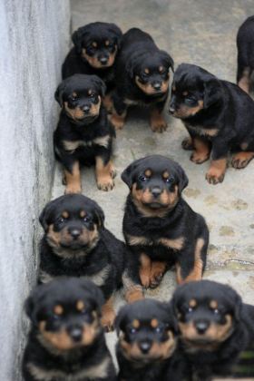ROTTWEİLER YAVRULARIMIZ - Rottweiler - İstanbul