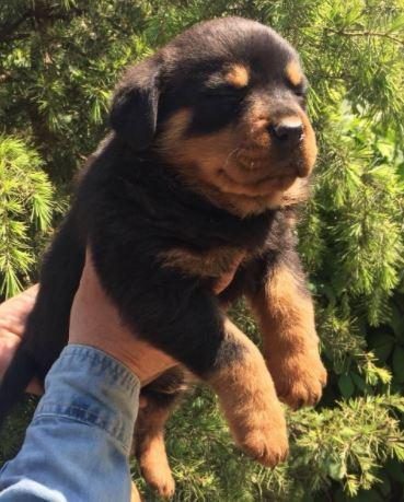 IRK VE SAĞLIK GARANTİLİ ROTTWEİLER YAVRULARI - Rottweiler - Kayseri