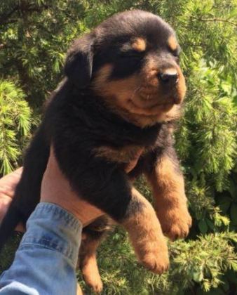 IRK VE SAĞLIK GARANTİLİ ROTTWEİLER YAVRULARI - Rottweiler - Kayseri