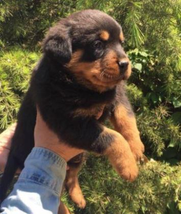 IRK VE SAĞLIK GARANTİLİ ROTTWEİLER YAVRULARI - Rottweiler - Kayseri
