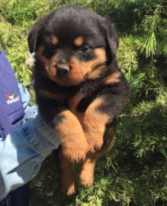 IRK VE SAĞLIK GARANTİLİ ROTTWEİLER YAVRULARI - Rottweiler - Kayseri