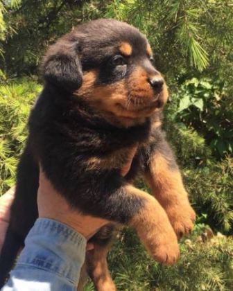 IRK VE SAĞLIK GARANTİLİ ROTTWEİLER YAVRULARI - Rottweiler - Kayseri