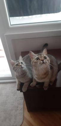 BLACK GOLDEN BRİTİSH SHORTHAİR PRENSESLER - British Shorthair - İstanbul