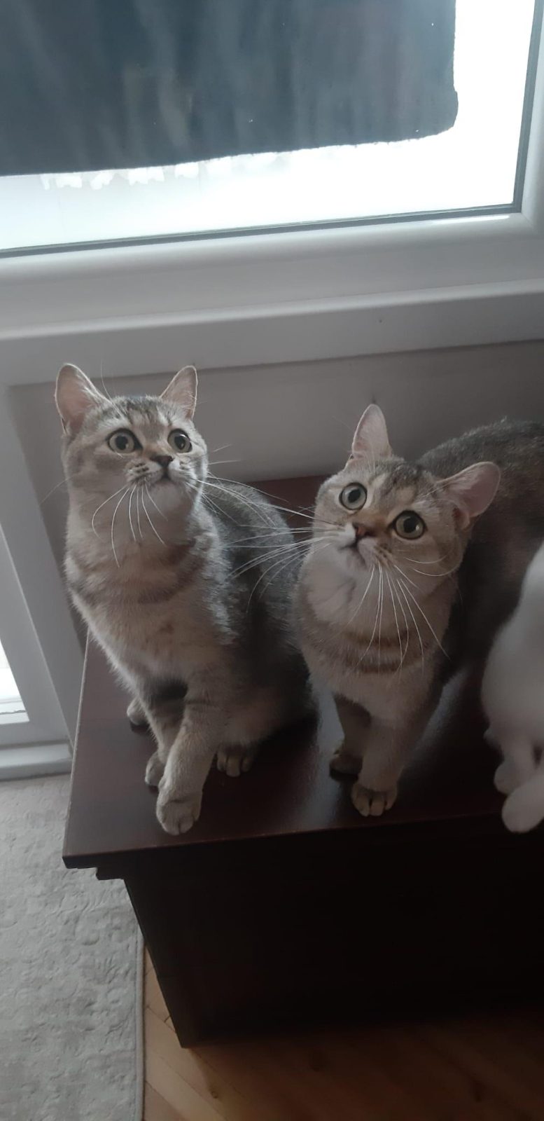 BLACK GOLDEN BRİTİSH SHORTHAİR PRENSESLER - British Shorthair - İstanbul