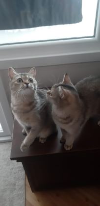 BLACK GOLDEN BRİTİSH SHORTHAİR PRENSESLER - British Shorthair - İstanbul