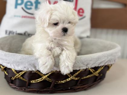 NADİR OLAN SAFKAN TEA CUP KORE KAN MALTESE YAVRUMUZ