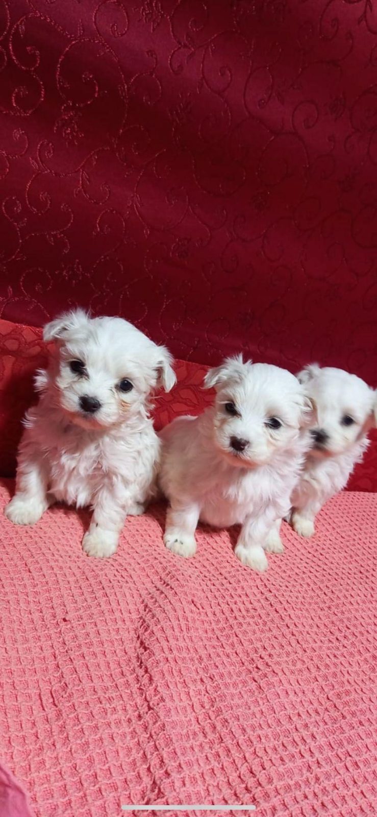 EV DOĞUMU MALTESE BEBEKLER