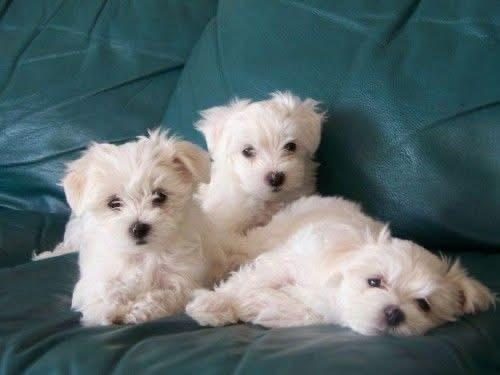 MALTESE TERRİER SIFIR NUMARA XS MİNİ BOY