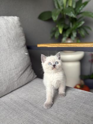 BRITISH SHORTHAİR BLUE POİNT YAVRULARIM - British Shorthair - Bursa