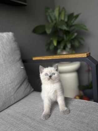 BRITISH SHORTHAİR BLUE POİNT YAVRULARIM - British Shorthair - Bursa
