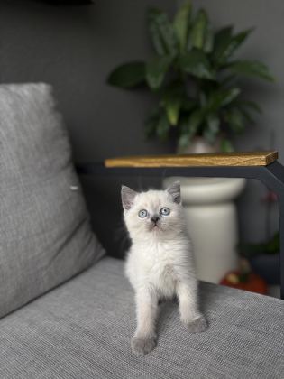 BRITISH SHORTHAİR BLUE POİNT YAVRULARIM - British Shorthair - Bursa