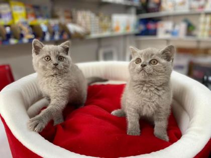 PIRIL PIRIL BLUE LİLAK BRİTİSH SHORTHAİR BEBEKLER - British Shorthair - Tekirdağ