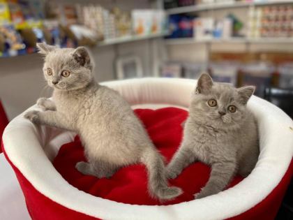 PIRIL PIRIL BLUE LİLAK BRİTİSH SHORTHAİR BEBEKLER - British Shorthair - Tekirdağ