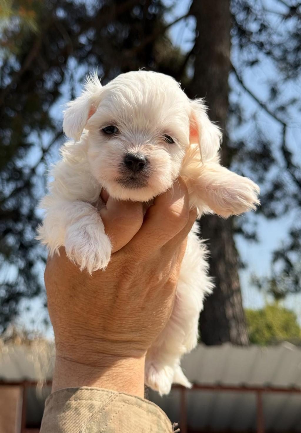 SAĞLIKLI MALTESE YAVRULARI