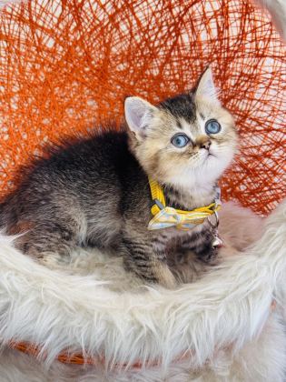 BRİTİSH SHORTHAİR BLACK GOLDEN YAVRU - British Shorthair - İstanbul