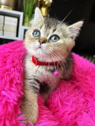 BRİTİSH SHORTHAİR BLACK GOLDEN - British Shorthair - İstanbul