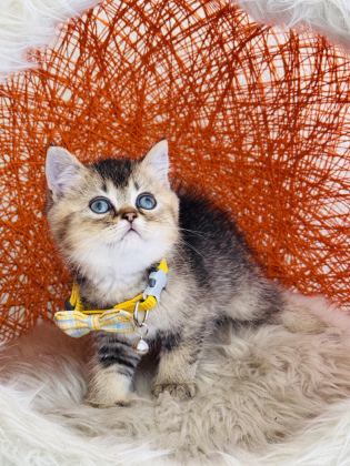 BRİTİSH SHORTHAİR BLACK GOLDEN YAVRU - British Shorthair - İstanbul