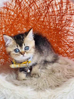BRİTİSH SHORTHAİR BLACK GOLDEN YAVRU - British Shorthair - İstanbul